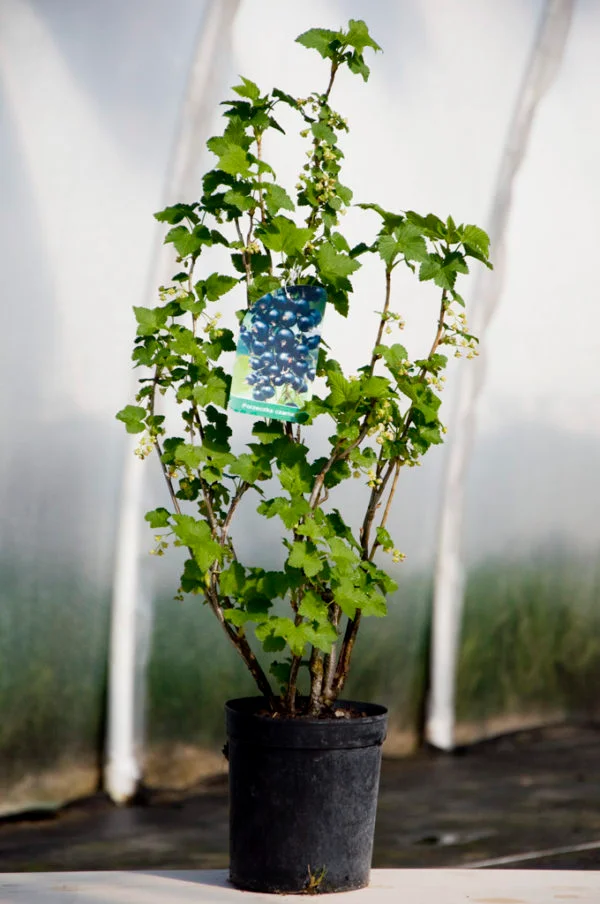 Ribs-planter til have og plantage